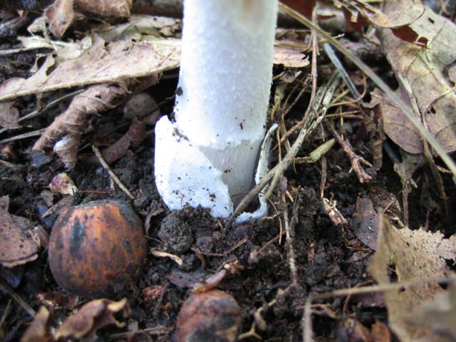 Quale ...Amanita !!!